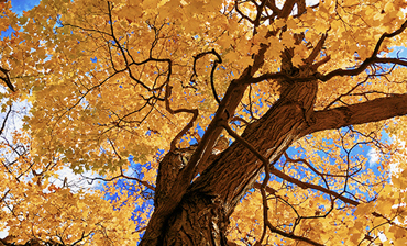 加拿大东海岸亚加华峡谷火车蜜月湖赏枫5天4晚